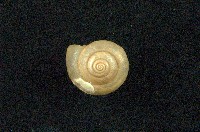 藏品(球蝸牛)的圖片